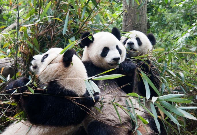 Pandas are apparently not that reclusive says new study.