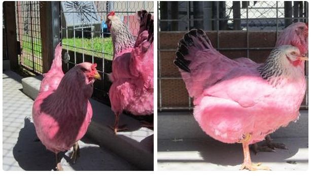 Portland's pink chickens