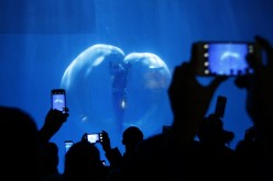 Visitors take pictures of Beluga whales and their trainers at the Harbin Polarland in the northern city of Harbin, Heilongjiang Province, Jan. 6, 2015. 