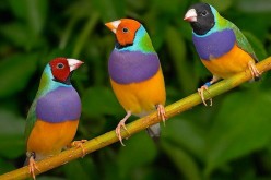 Very colorful Gouldian finches