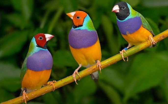 Very colorful Gouldian finches