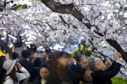 People take pictures of illuminated cherry trees in full bloom at the Chidorigafuchi moat in Tokyo, March 31, 2015.