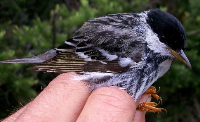 Superbird, the Blackpoll warbler