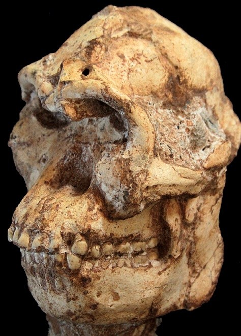 The Little Foot skull (STW 573).