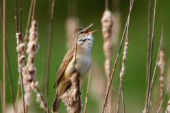 Blackpoll Warbler