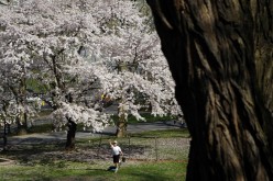 Spring bloom