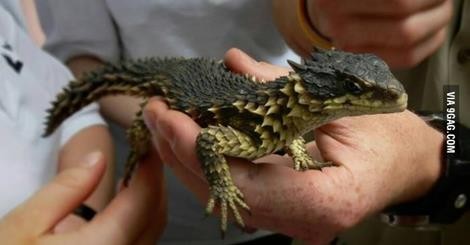 "dwarf dragon" lizard