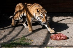 An Amur tiger in captivity at the Royev Ruchey zoo in the suburbs of Krasnoyarsk, Siberia in Russia.