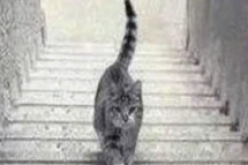 Cat going up or down
