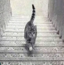Cat going up or down