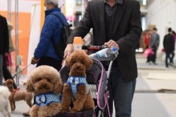 A photo shows two teddy dogs sitting in a buggy.