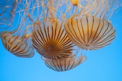 Japanese Sea Nettles