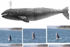 Gray whale illustration (top) and gray whale breaching (below)