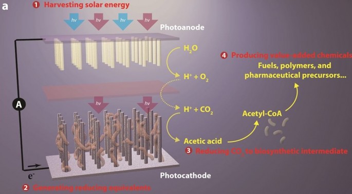  This artificial photosynthesis system has four general components: harvesting solar energy; generating reducing equivalents; reducing CO2 to biosynthetic intermediates and producing value-added chemicals.