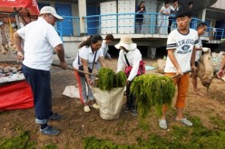 Volunteers remove algae from the coastline of Qingdao in Shandong Province last year.
