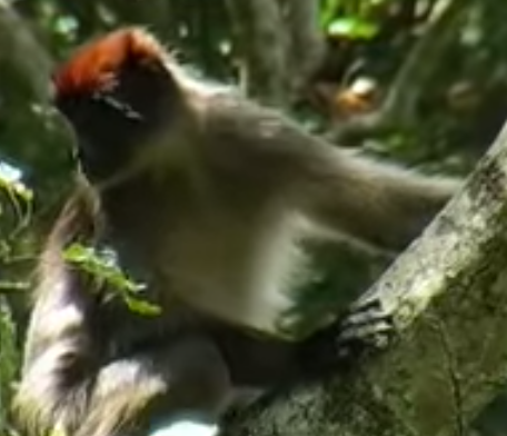 A Red Colobus monkey is an example of an endangered primate. 