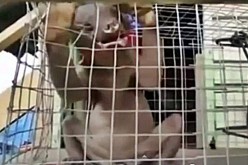 Alien-like Chinese creature gnawing through a wire mesh cage