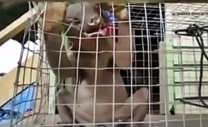 Alien-like Chinese creature gnawing through a wire mesh cage