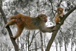 A female macaque seen on a snow-covered tree at a park in Guiyang, Guizhou Province.