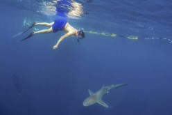 a tourist swimming with a sandbar shark in Hawaii
