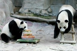 Giant pandas Lin Hui and Chuang Chuang play with an ice cake at Chiang Mai zoo.