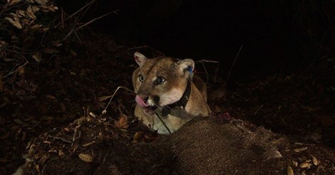 young California mountain lion 