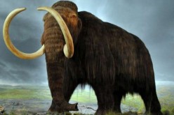 The extinct woolly mammoth