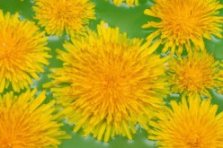 dandelions 