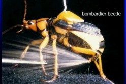 Bombardier Beetle