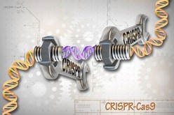 CRISPR-Cas9 is a customizable tool that lets scientists cut, copy and paste small pieces of DNA at precise areas along a DNA strand.