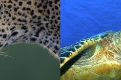 Critically endangered Amur leopard and Hawksbill turtle