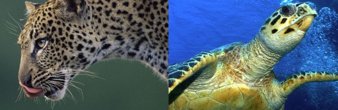 Critically endangered Amur leopard and Hawksbill turtle