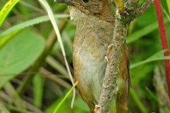 Sichuan Bush Warbler 