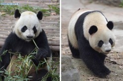 China's gesture of giving pandas to different nations is the country's act of diplomacy.