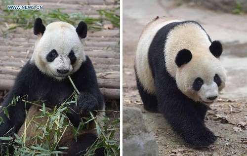 China's gesture of giving pandas to different nations is the country's act of diplomacy.