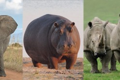 Endangered large herbivores
