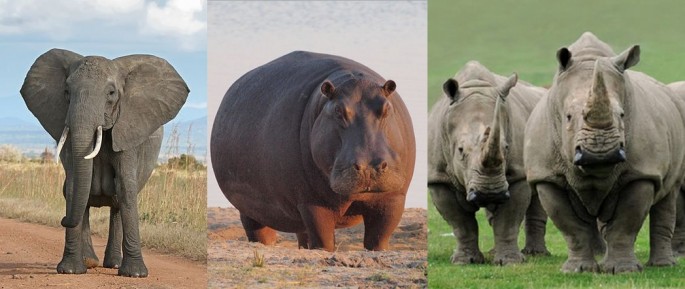 Endangered large herbivores