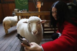 A Chinese tourist taking a selfie with a sheep at Sheep Cafe in Seoul, South Korea.