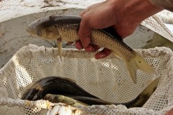 A grass carp from China was brought to Kashmir's famous Dal Lake in Srinagar, to remove choking weeds, lily pads and other water plants. 
