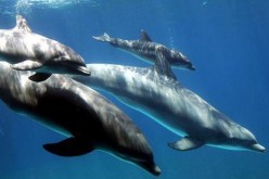 Bottlenose dolphins