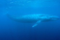 Blues whales facing threat from cargo ships 