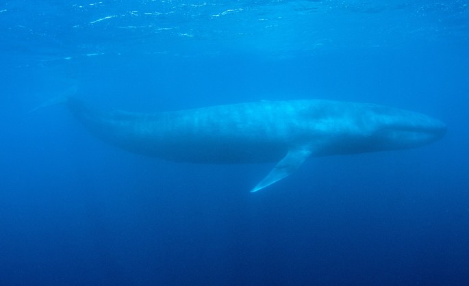 Blues whales facing threat from cargo ships 