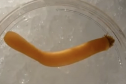 Penis Worm