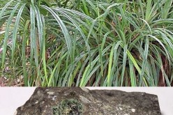 Pandanus candelabrum and a kimberlite rock