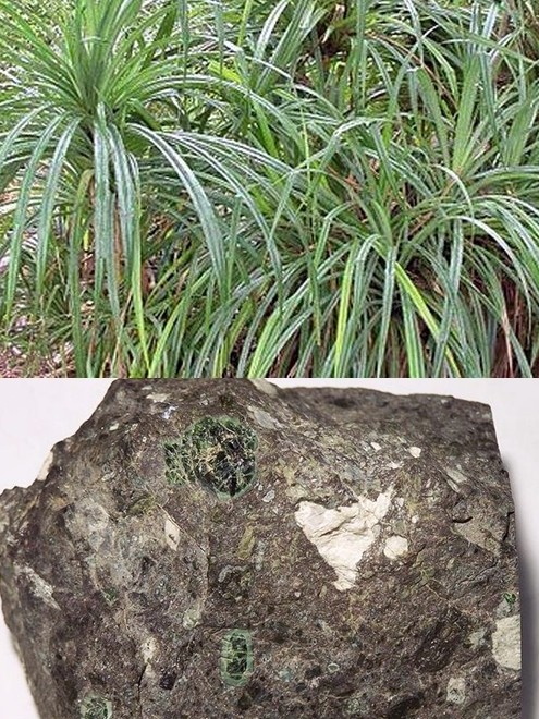 Pandanus candelabrum and a kimberlite rock