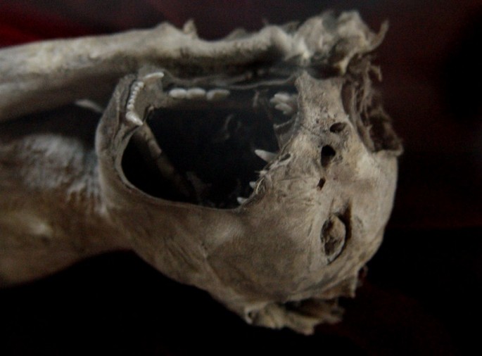 Some 70 million animal mummies were made during ancient Egyptian times.