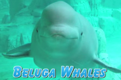 Beluga Whale