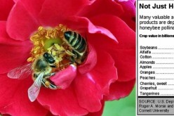 Honeybees and their value to humans