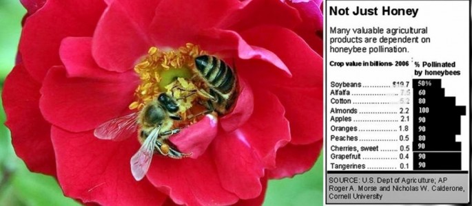 Honeybees and their value to humans