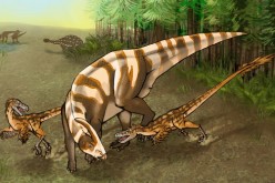An artist's rendition of two Saurornitholestes sullivani attacking a subadult hadrosaur, Parasaurolophus tubicen.